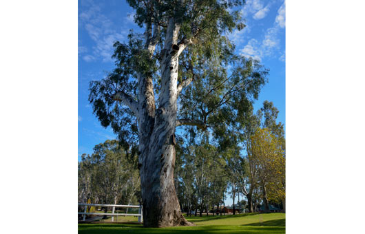 Large gum tree surrounded by green lawn.