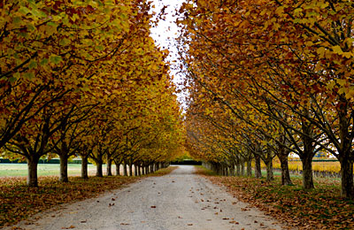 Driveway with autumn toned tree leaves