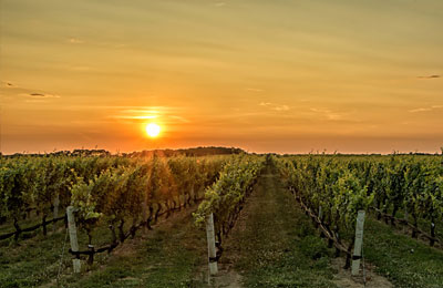 Sunset with vineyard rows in foreground